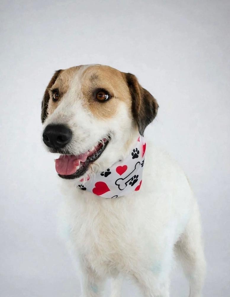 Enlarge Spot, a Adoptable mixed breed in Shawnee, OK image 4/6