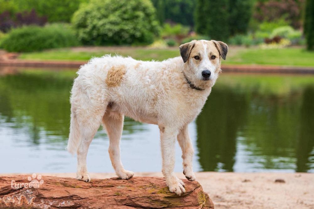 Enlarge Spot, a Adoptable mixed breed in Shawnee, OK image 5/6
