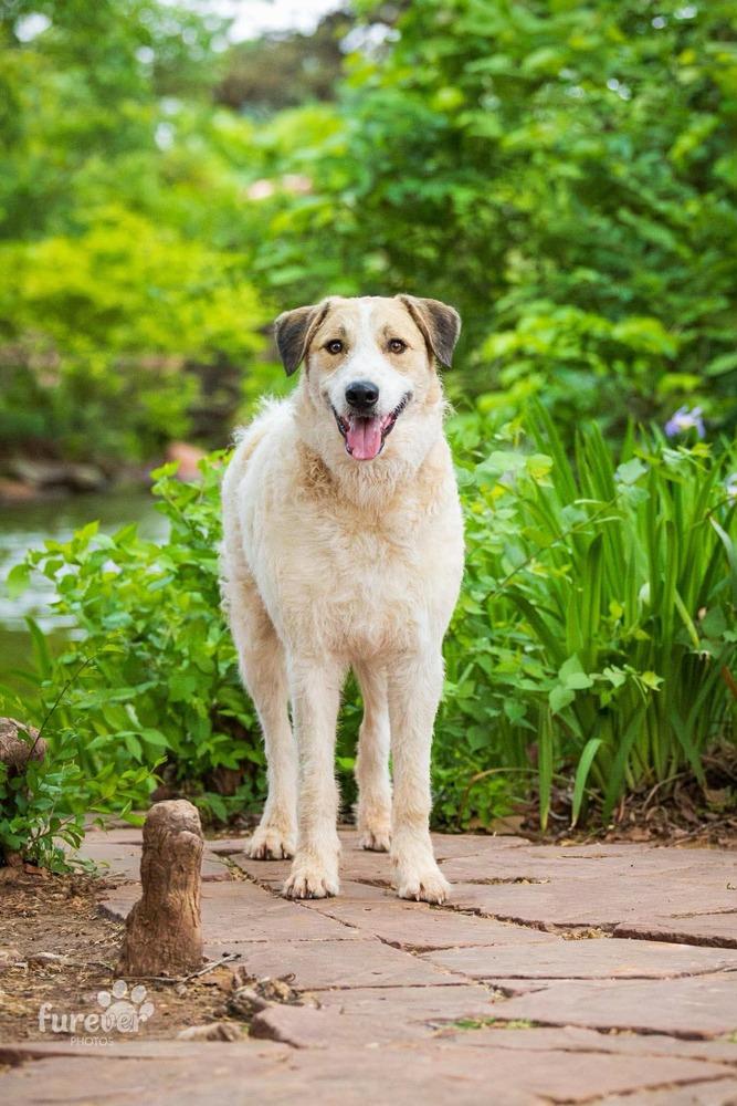 Enlarge Spot, a Adoptable mixed breed in Shawnee, OK image 6/6