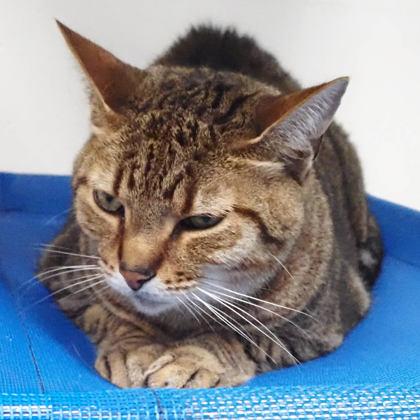 Kaiju, Adoptable, Adult Male Domestic Short Hair & Domestic Short Hair.