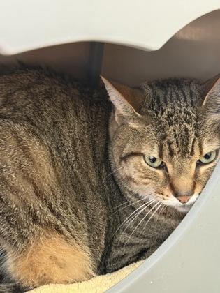 Enlarge Kaiju, a Adoptable mixed breed in Largo, FL image 3/3