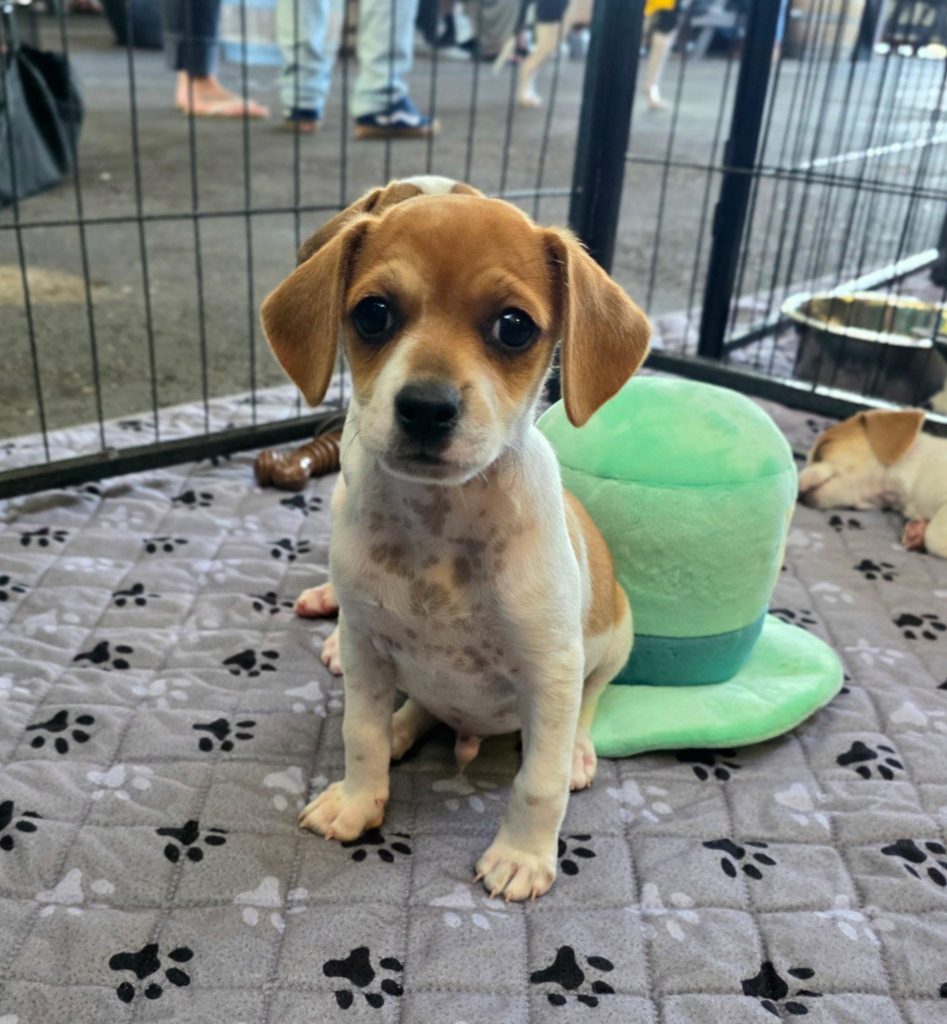 Scout, ADOPTABLE, Puppy Male Beagle.