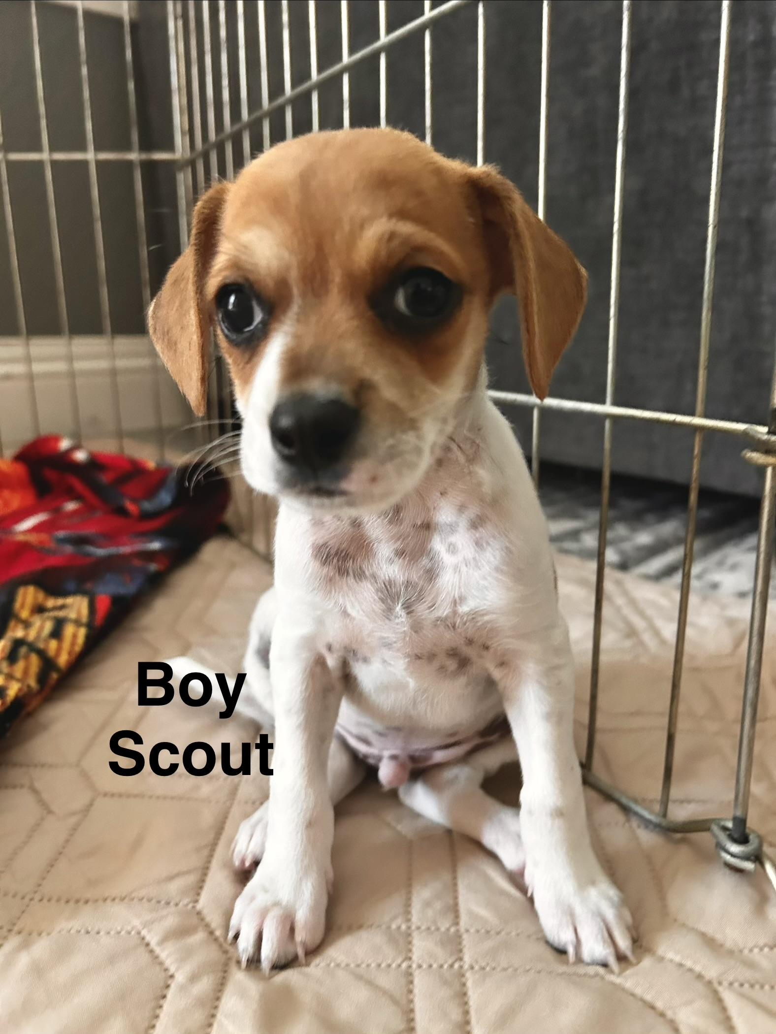 Scout, a ADOPTABLE mixed breed in Penryn, CA image 2/2