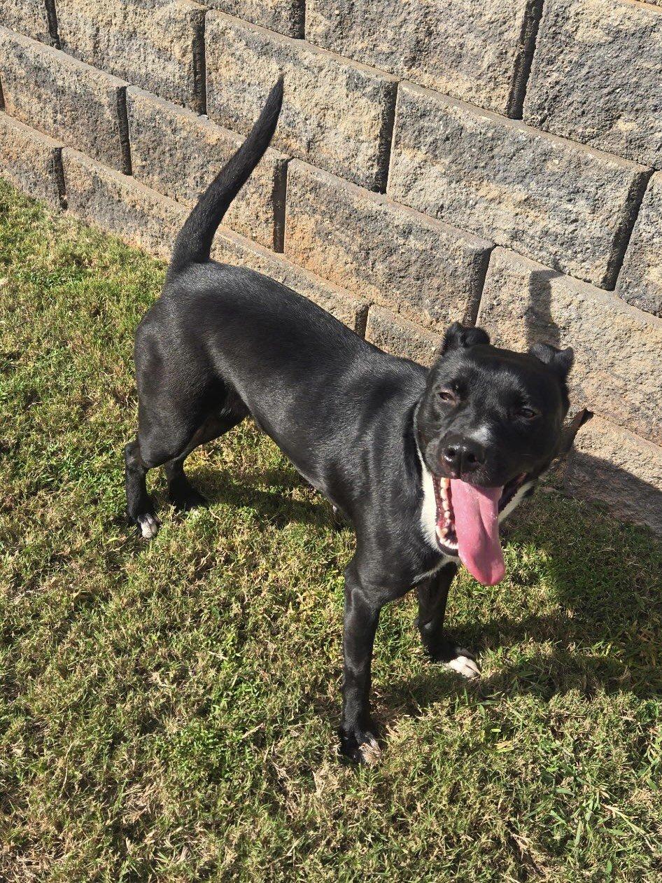 Rose, Adoptable, Young Female Labrador Retriever & American Staffordshire Terrier.