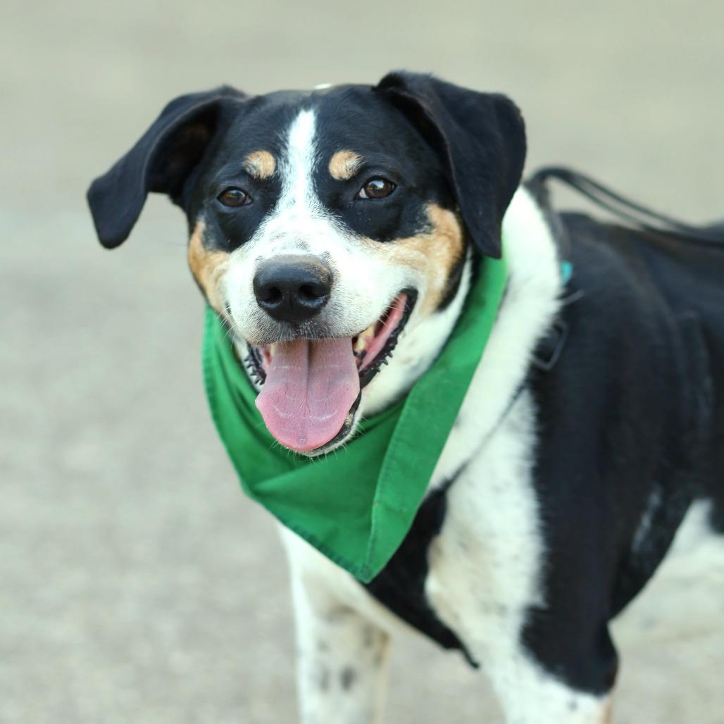 Ladonna, Adoptable, Senior Female Coonhound & Mixed Breed.
