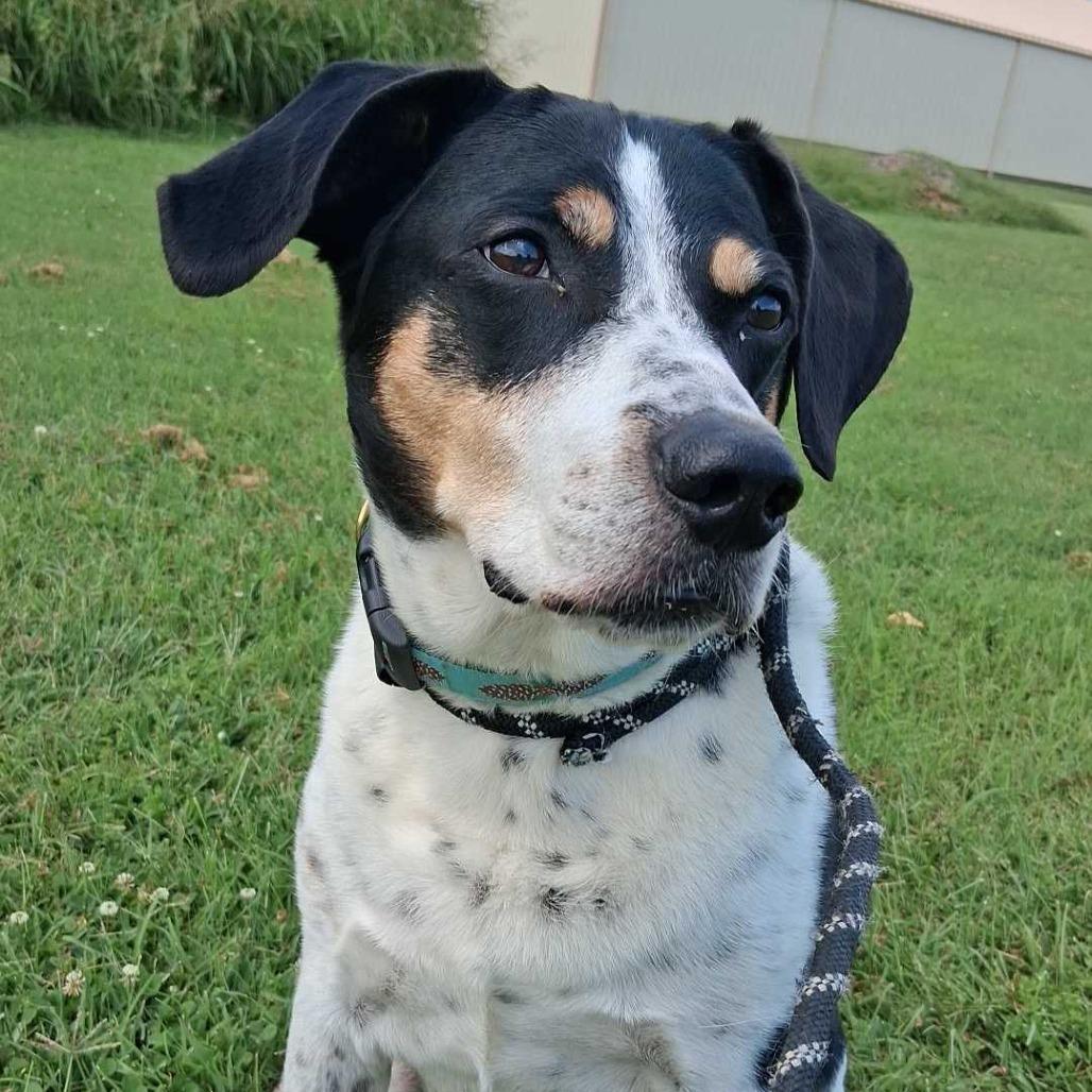 Enlarge Ladonna, a Adoptable mixed breed in Reisterstown, MD image 3/5