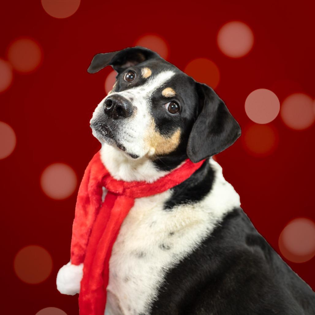 Enlarge Ladonna, a Adoptable mixed breed in Reisterstown, MD image 4/5