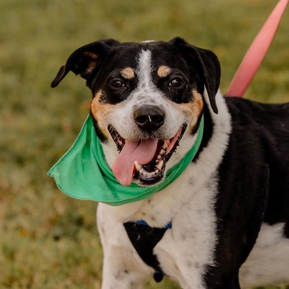 Enlarge Ladonna, a Adoptable mixed breed in Reisterstown, MD image 5/5