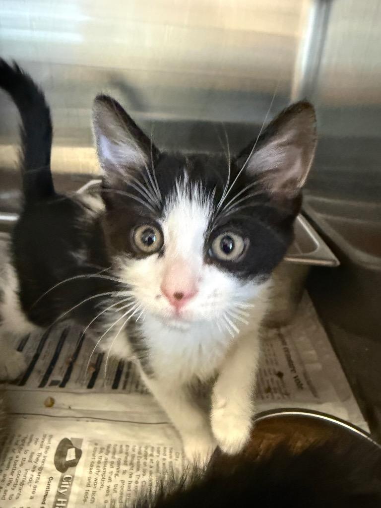 Mischief, Adoptable, Kitten Female Domestic Short Hair.