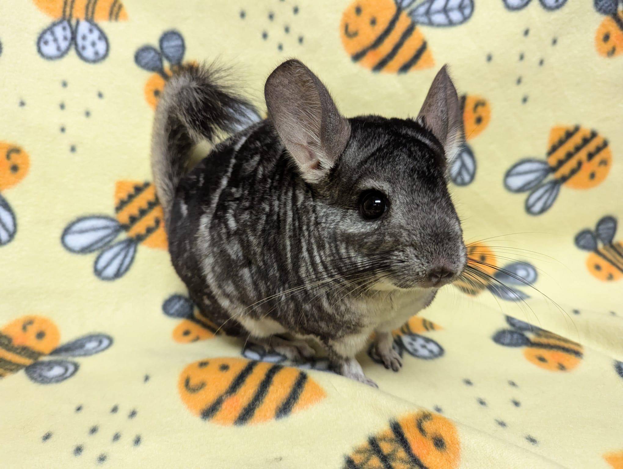 Otis, Adoptable, Adult Male Chinchilla.