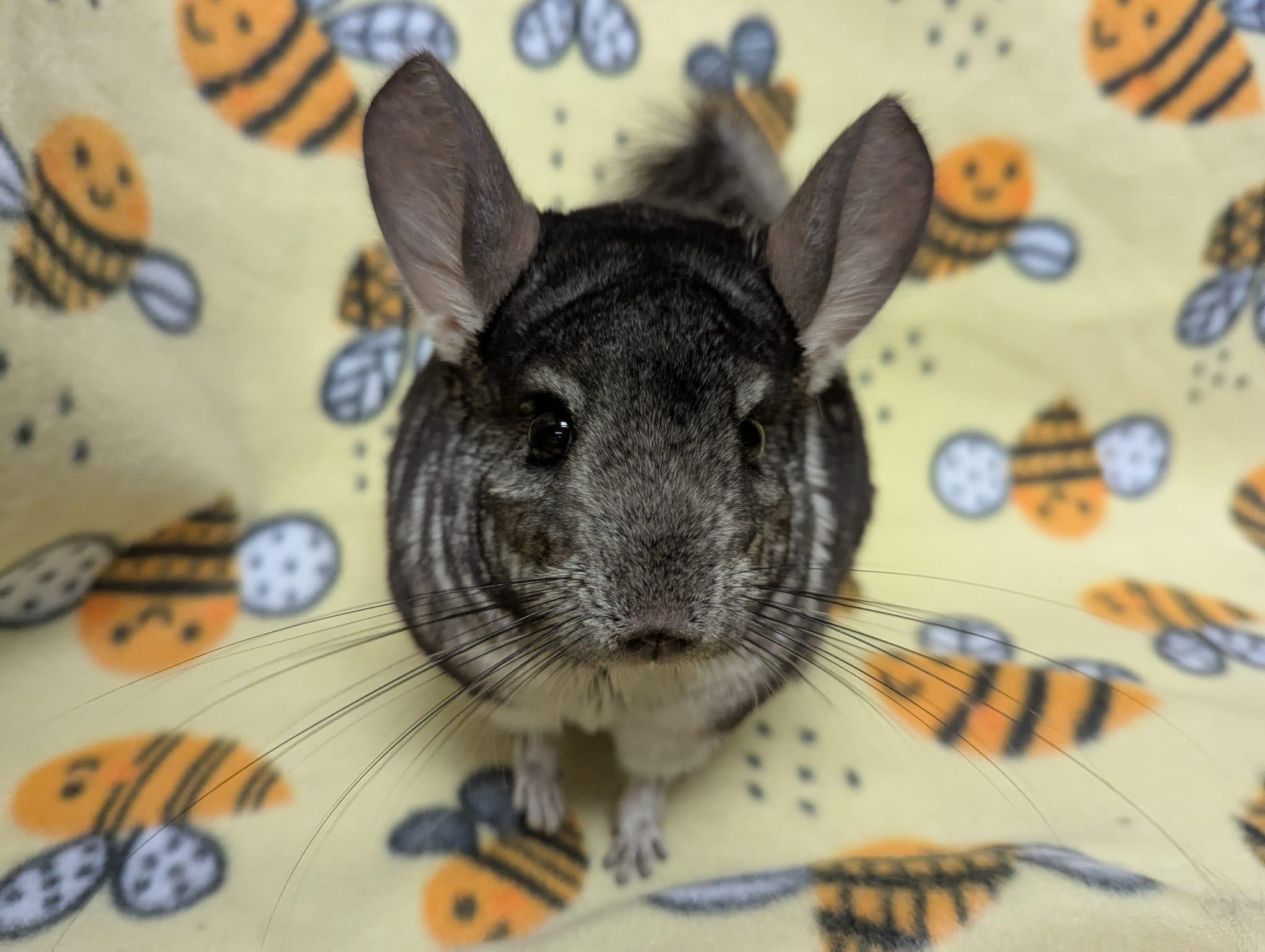 Enlarge Otis, a Adoptable Chinchilla in Fountain Valley, CA image 2/5