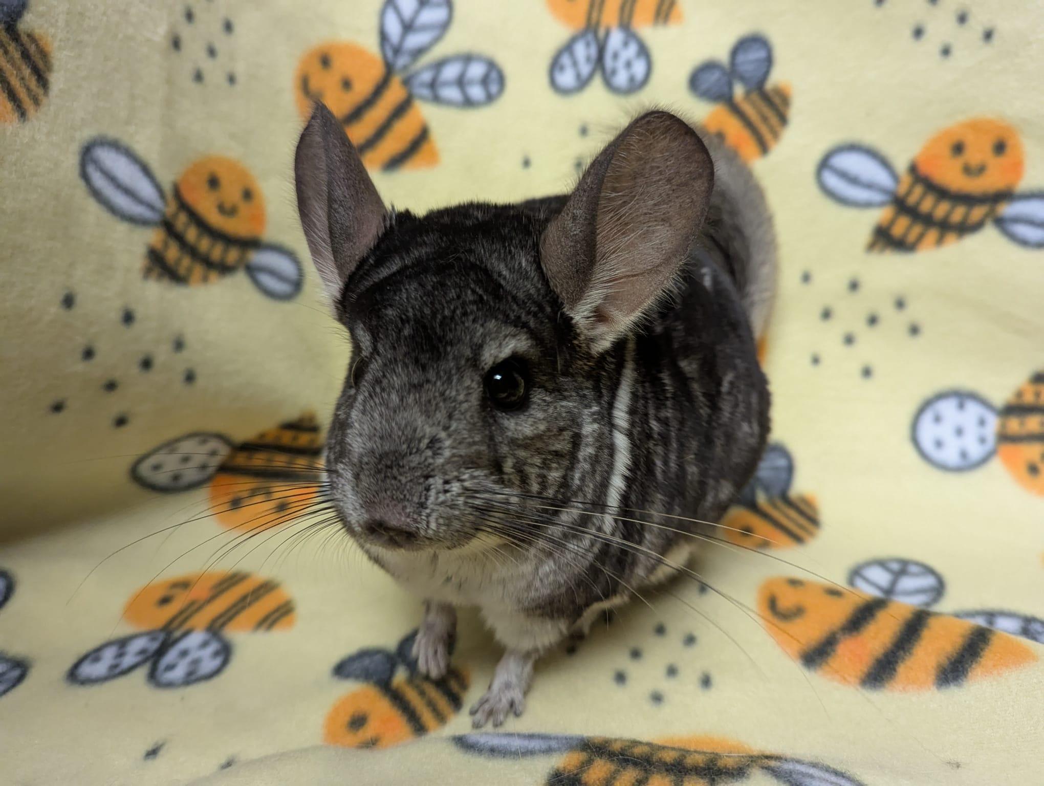 Enlarge Otis, a Adoptable Chinchilla in Fountain Valley, CA image 3/5