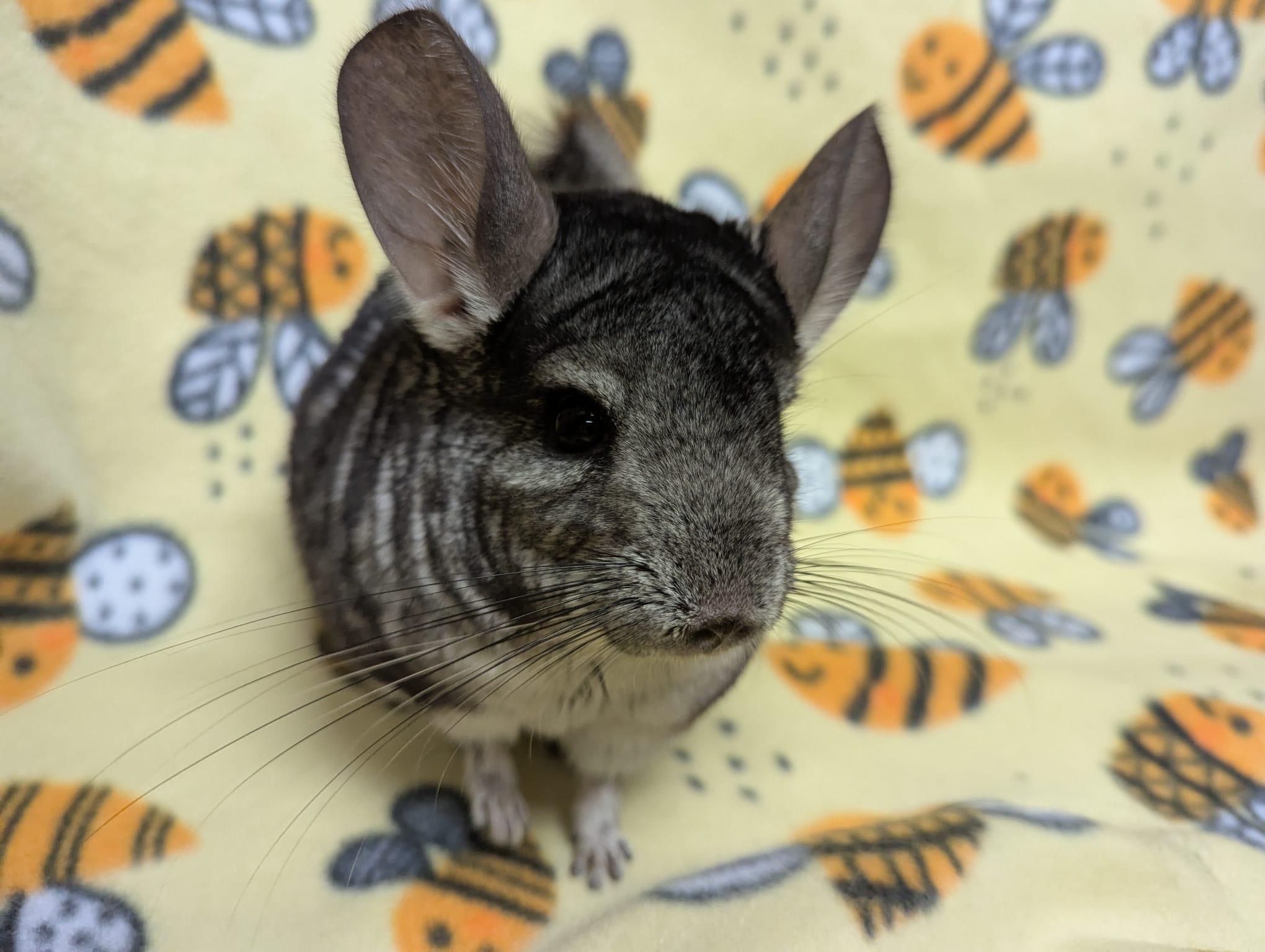 Enlarge Otis, a Adoptable Chinchilla in Fountain Valley, CA image 4/5