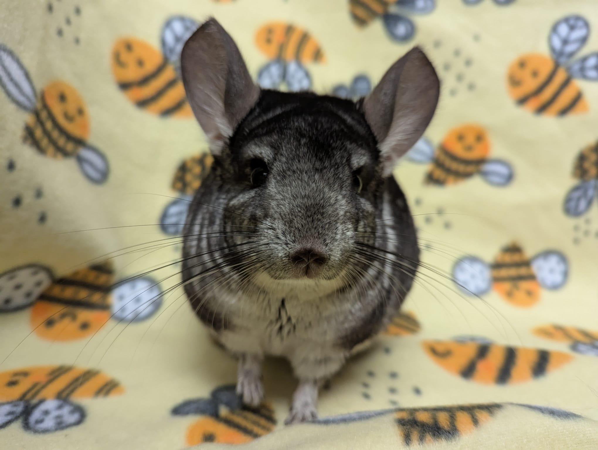 Enlarge Otis, a Adoptable Chinchilla in Fountain Valley, CA image 5/5