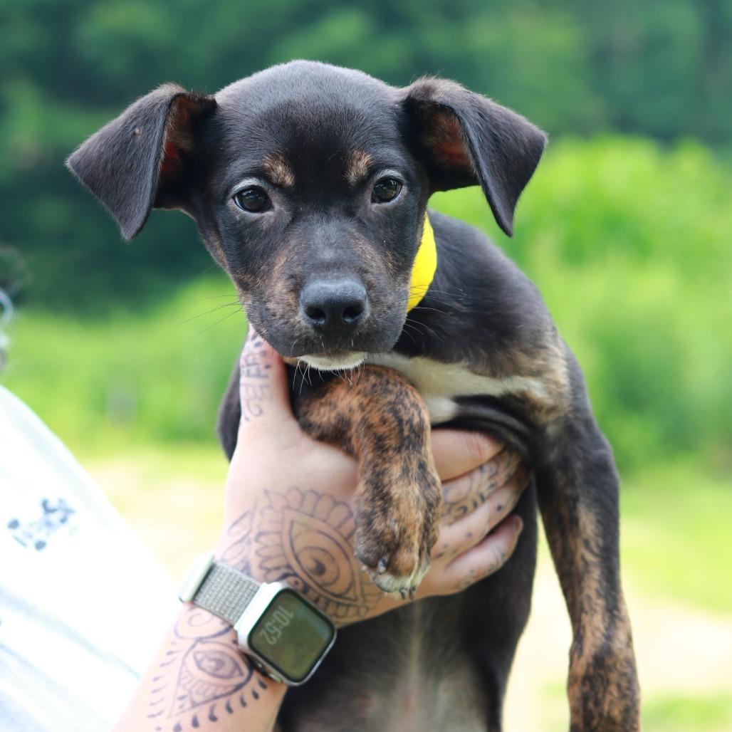 CT Jif avail Aug 15 ( Tractor Supply- Putnam, CT), a Adoptable mixed breed in Stormville, NY image 1/6