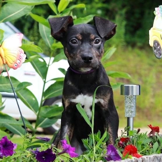 CT Jif avail Aug 15 ( Tractor Supply- Putnam, CT), a Adoptable mixed breed in Stormville, NY image 2/6