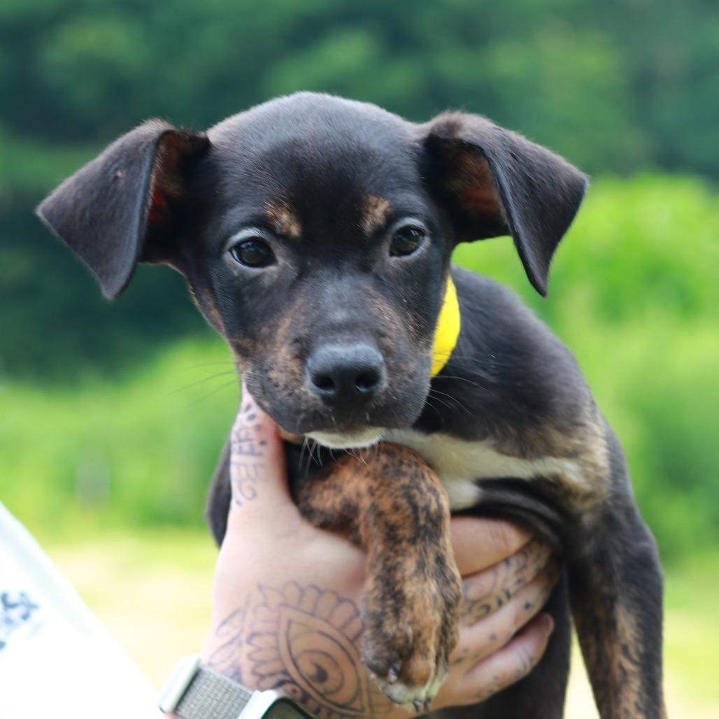 CT Jif avail Aug 15 ( Tractor Supply- Putnam, CT), a Adoptable mixed breed in Stormville, NY image 3/6