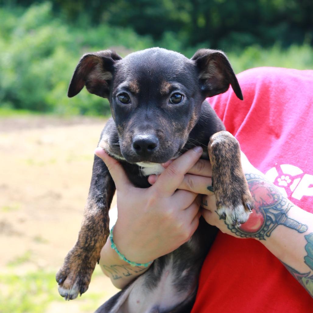 CT Jif avail Aug 15 ( Tractor Supply- Putnam, CT), a Adoptable mixed breed in Stormville, NY image 4/6