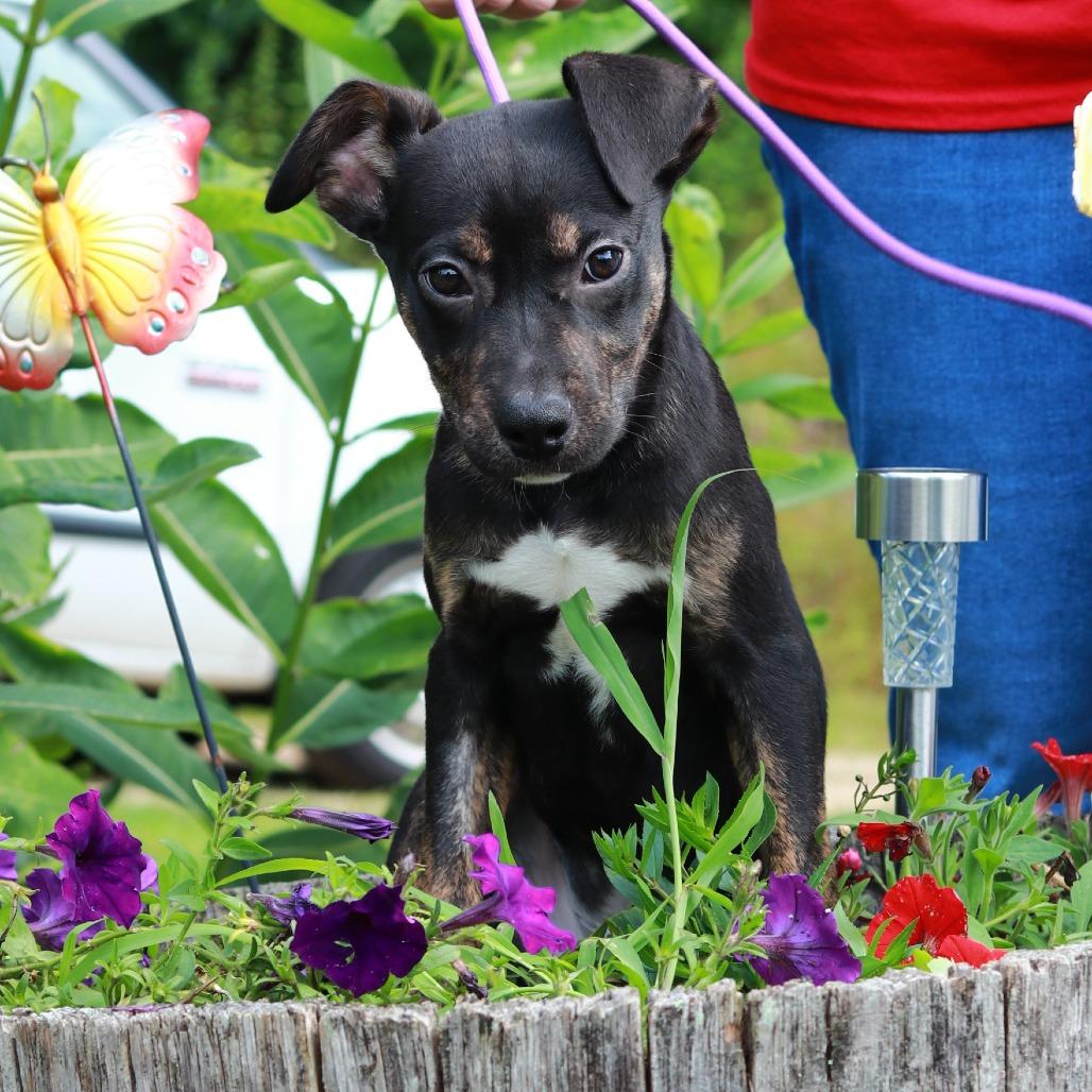 CT Jif avail Aug 15 ( Tractor Supply- Putnam, CT), a Adoptable mixed breed in Stormville, NY image 5/6