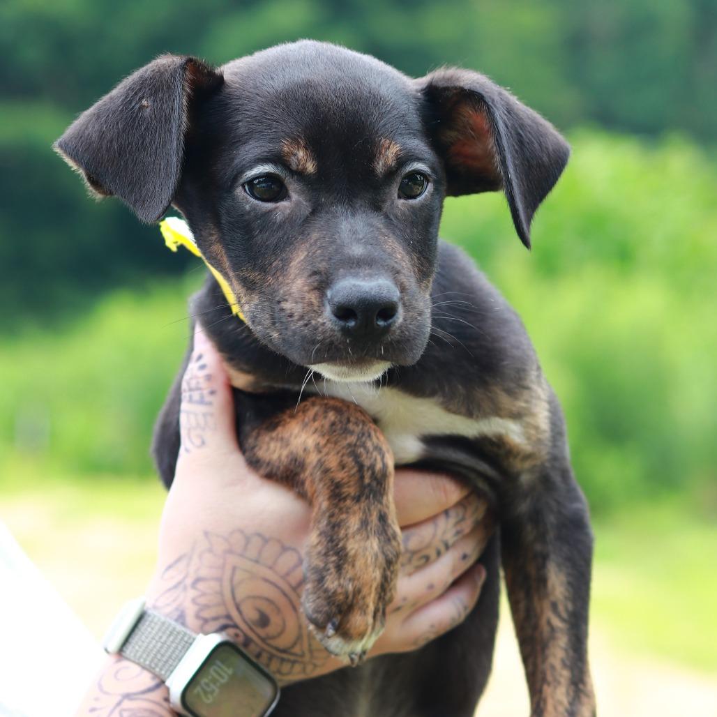 CT Jif avail Aug 15 ( Tractor Supply- Putnam, CT), a Adoptable mixed breed in Stormville, NY image 6/6