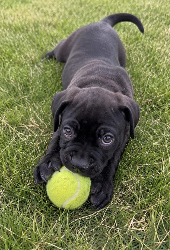 Ezra, adopted, Puppy Male French Bulldog & Staffordshire Bull Terrier.
