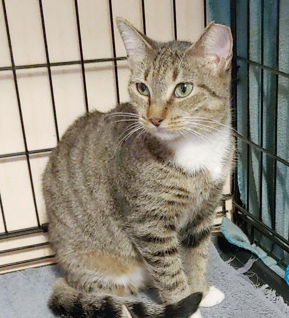 Faith, Adoptable, Adult Female Domestic Short Hair.