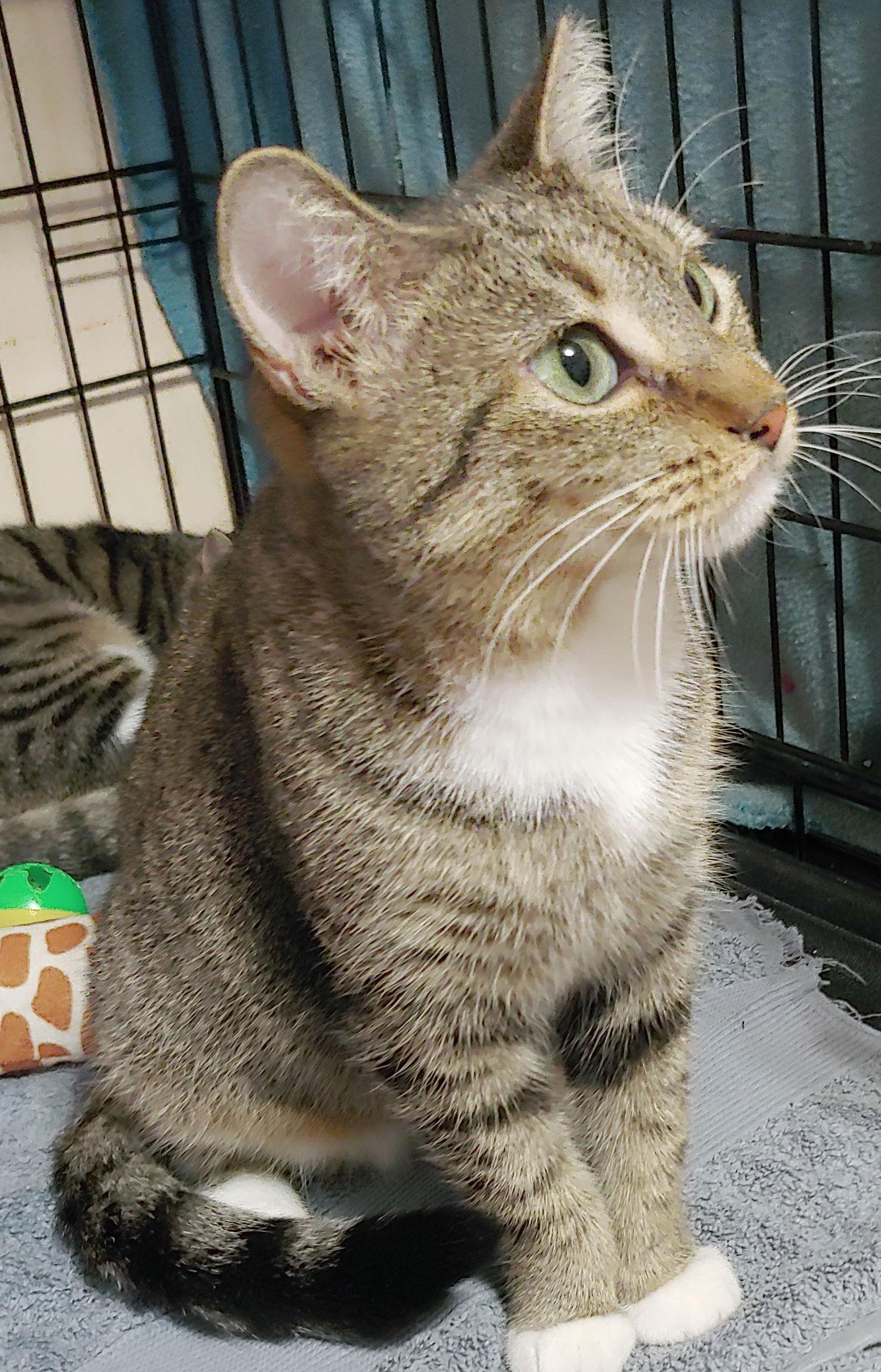 Enlarge Faith, a Adoptable Domestic Short Hair in Oakland Park, FL image 2/3