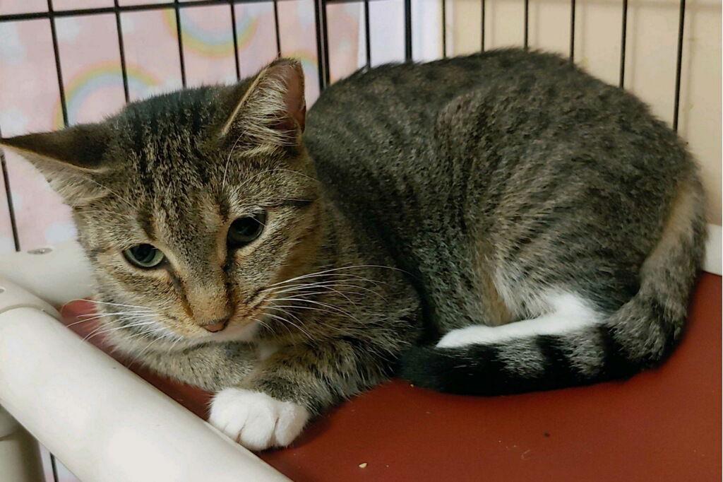 Enlarge Faith, a Adoptable Domestic Short Hair in Oakland Park, FL image 3/3