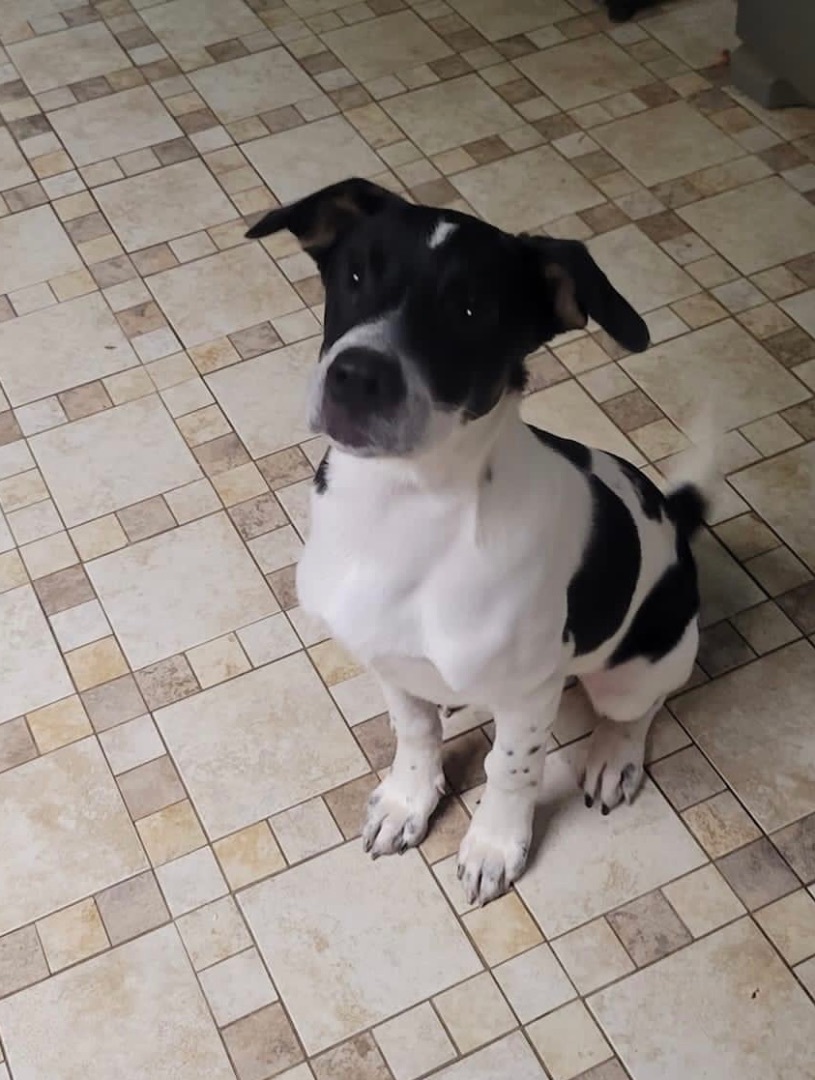 Orca, an adoptable Australian Cattle Dog / Blue Heeler, German Shepherd Dog in Maurertown, VA, 22644 | Photo Image 5