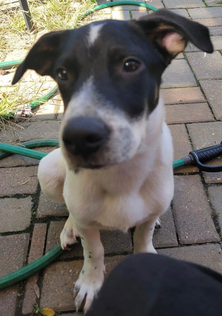 Orca, an adoptable Australian Cattle Dog / Blue Heeler, German Shepherd Dog in Maurertown, VA, 22644 | Photo Image 1