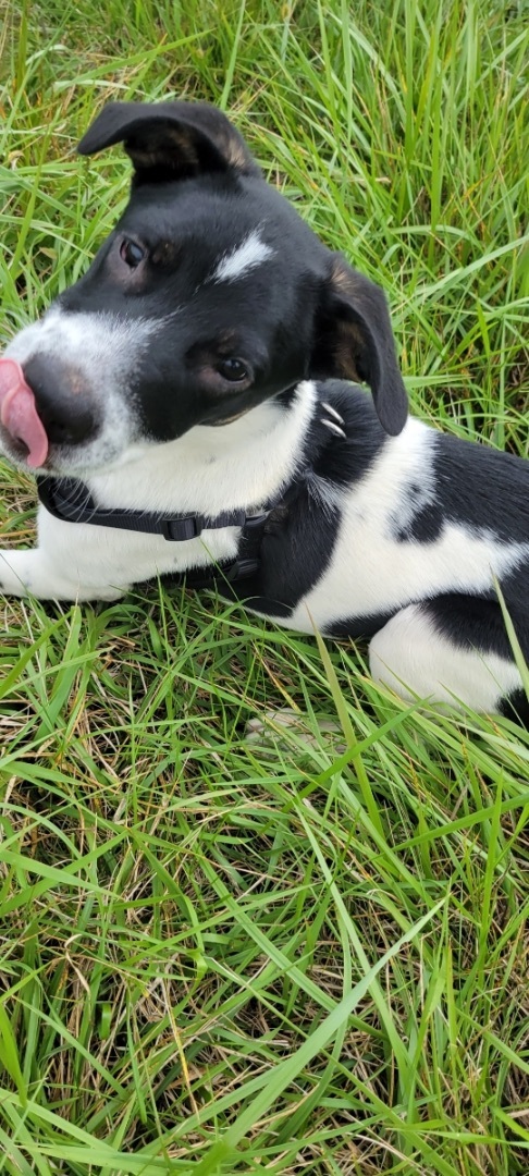 Orca, an adoptable Australian Cattle Dog / Blue Heeler, German Shepherd Dog in Maurertown, VA, 22644 | Photo Image 4