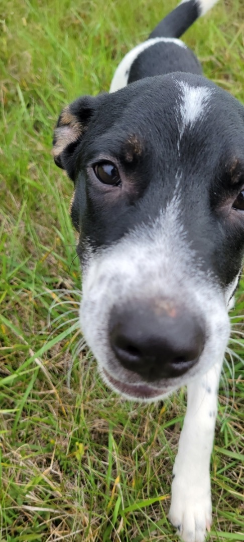 Orca, an adoptable Australian Cattle Dog / Blue Heeler, German Shepherd Dog in Maurertown, VA, 22644 | Photo Image 6