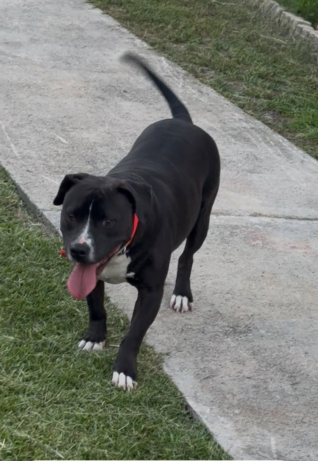 Survivor, Adoptable, Adult Male Pit Bull Terrier.