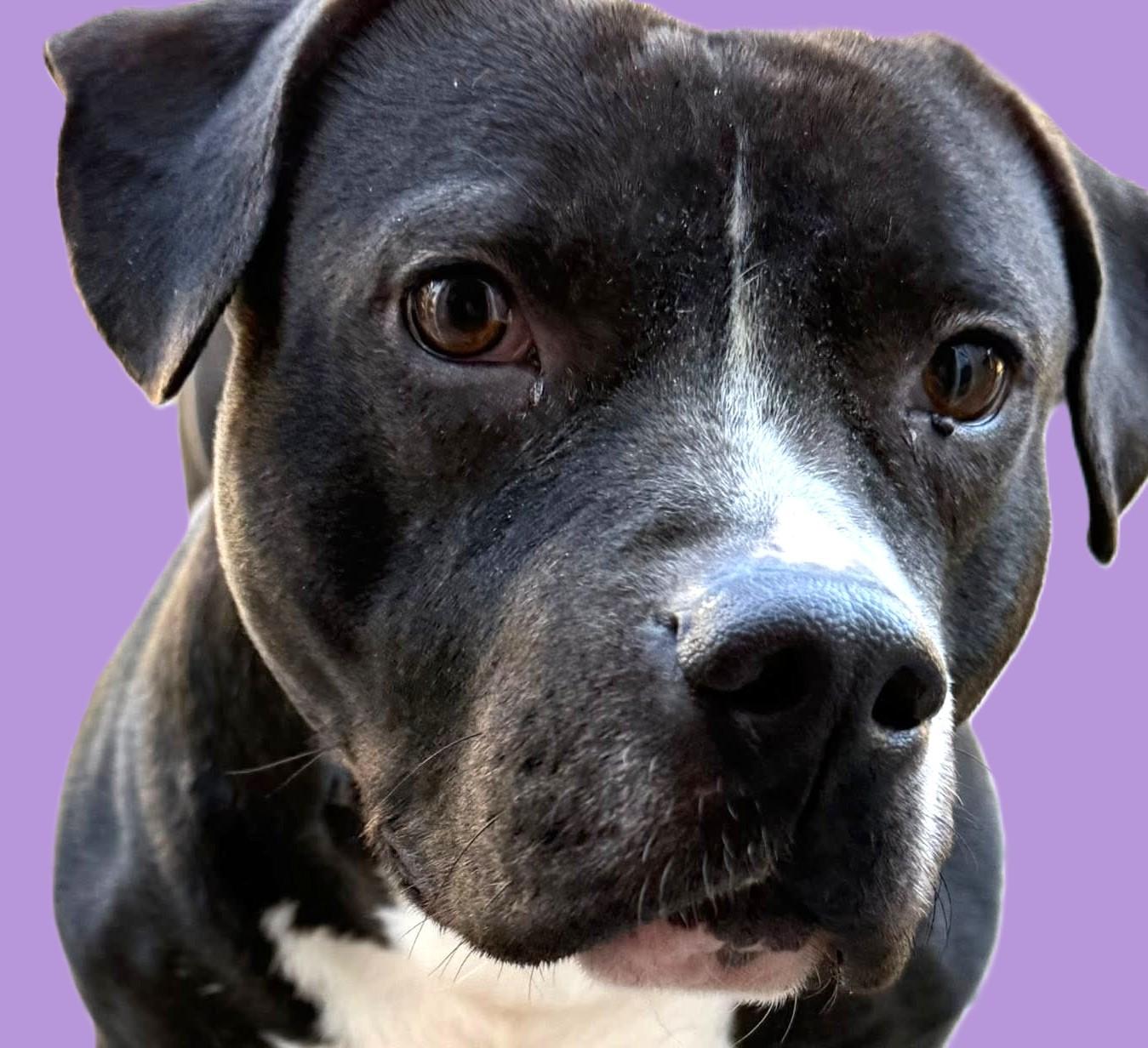 Enlarge Survivor, a Adoptable mixed breed in Savannah, GA image 2/4