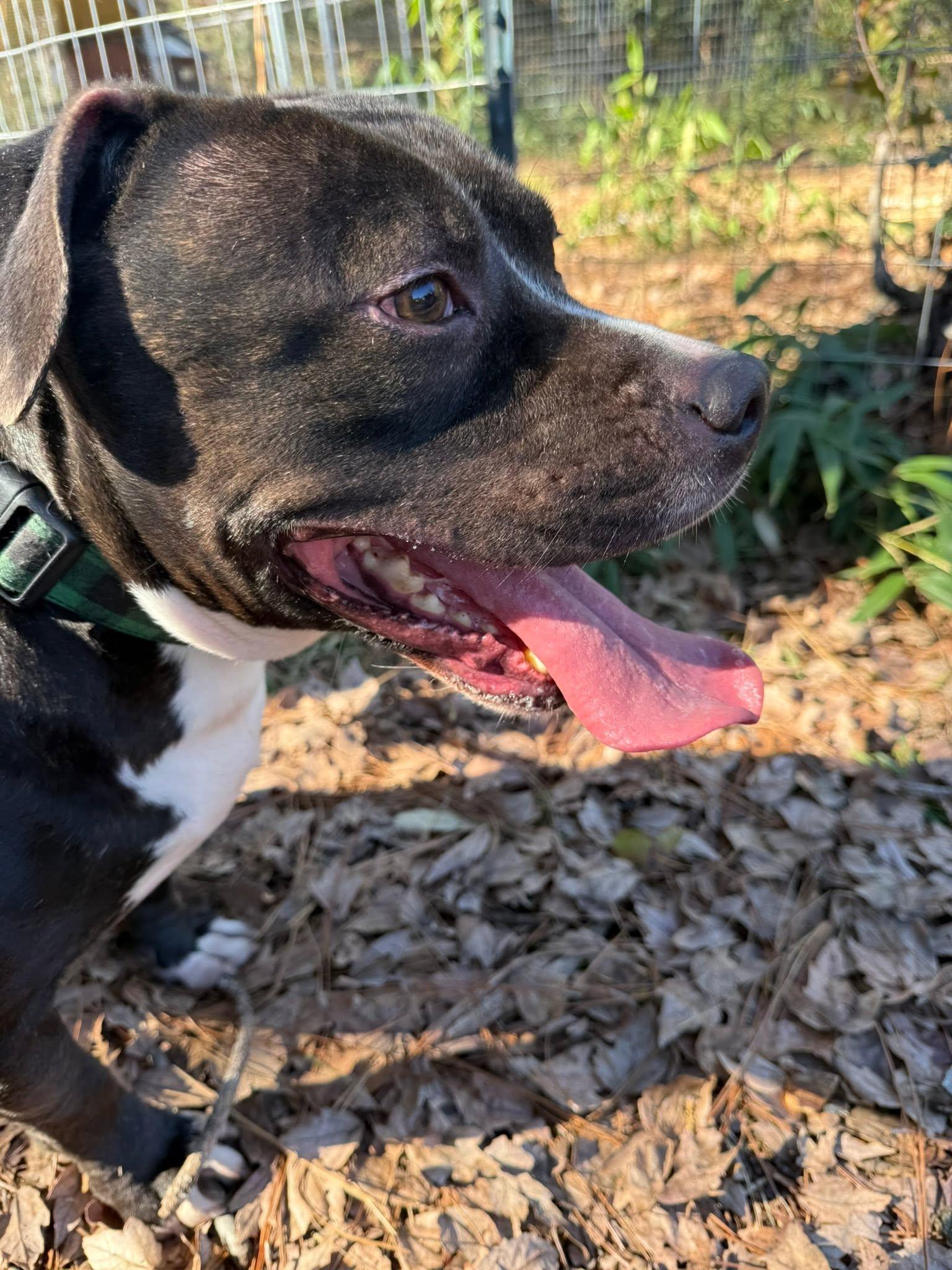 Enlarge Survivor, a Adoptable mixed breed in Savannah, GA image 3/4
