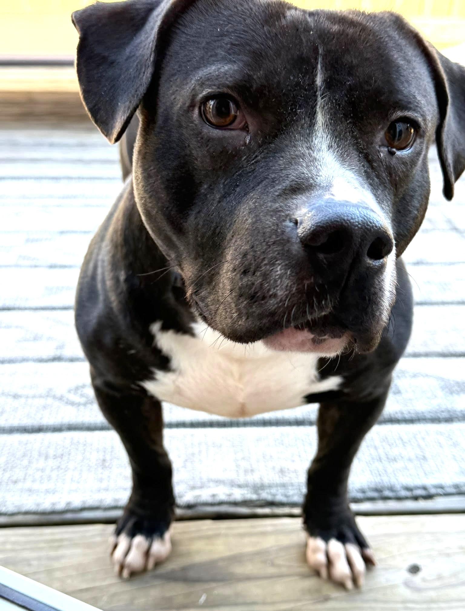 Enlarge Survivor, a Adoptable mixed breed in Savannah, GA image 4/4