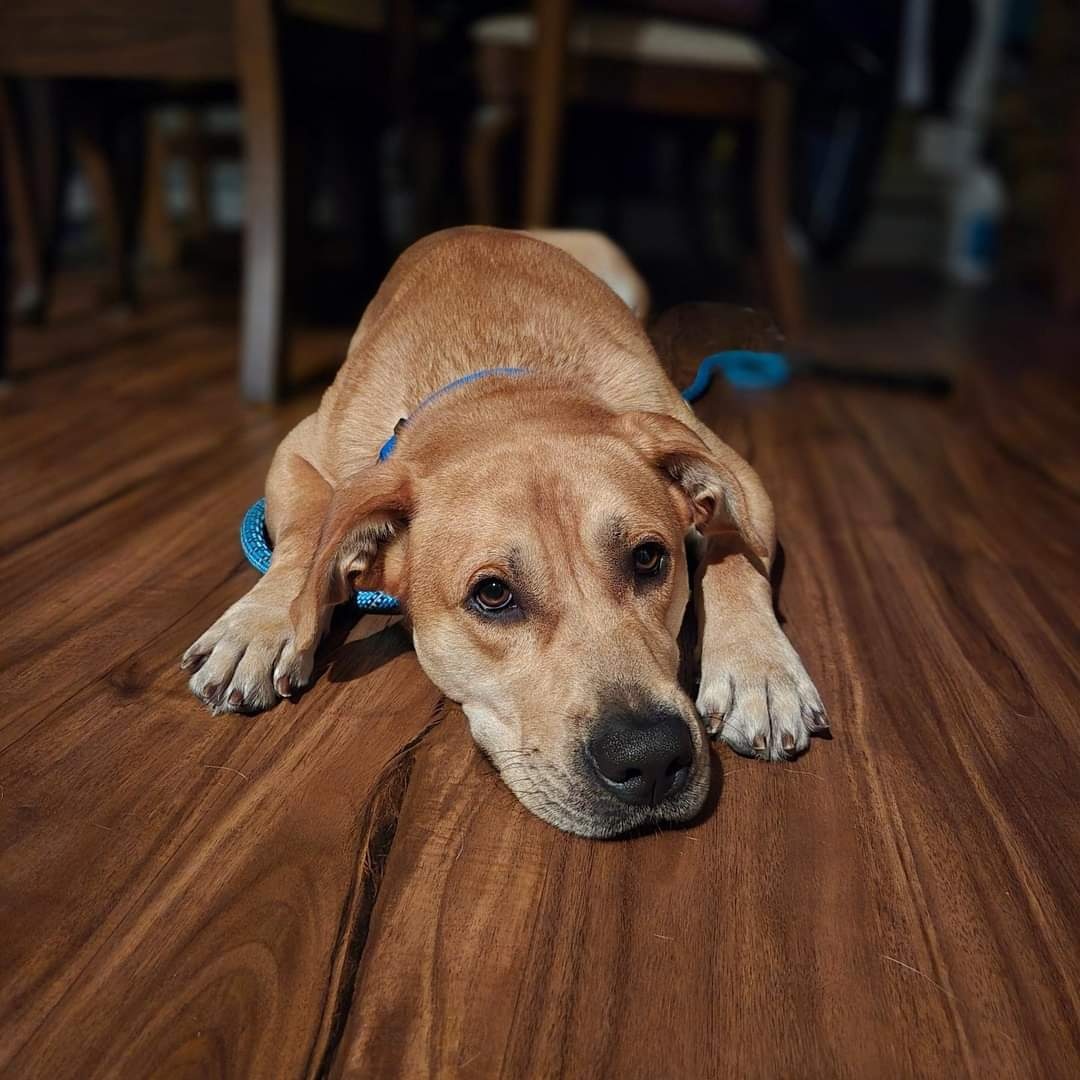 Dog for adoption Doug, a Labrador Retriever & Mountain Cur Mix in