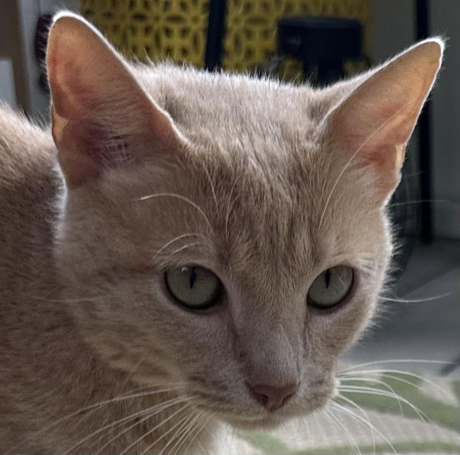 Neyland, Adoptable, Young Male Domestic Short Hair.