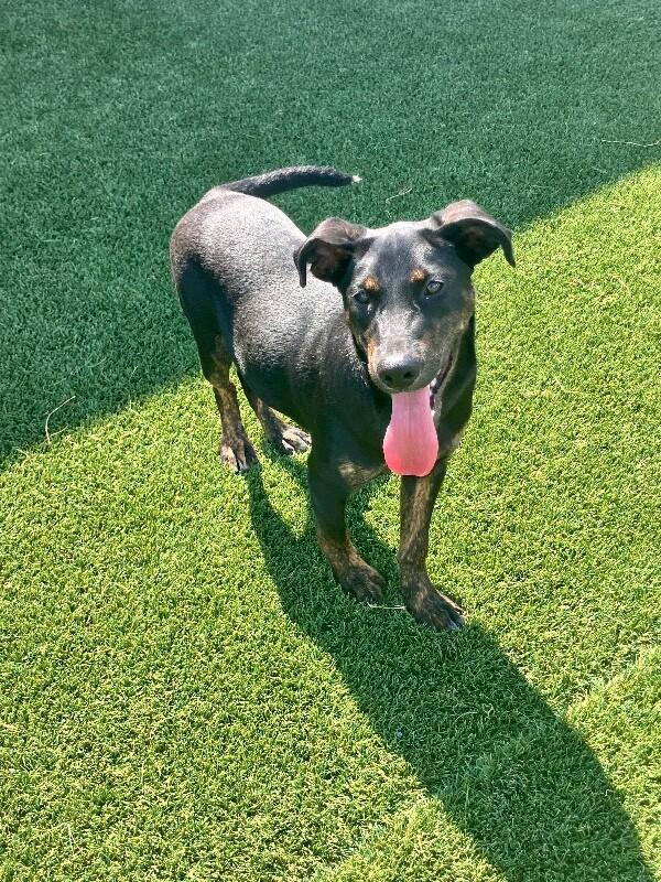 Dipper, Adoptable, Young Male Mixed Breed.