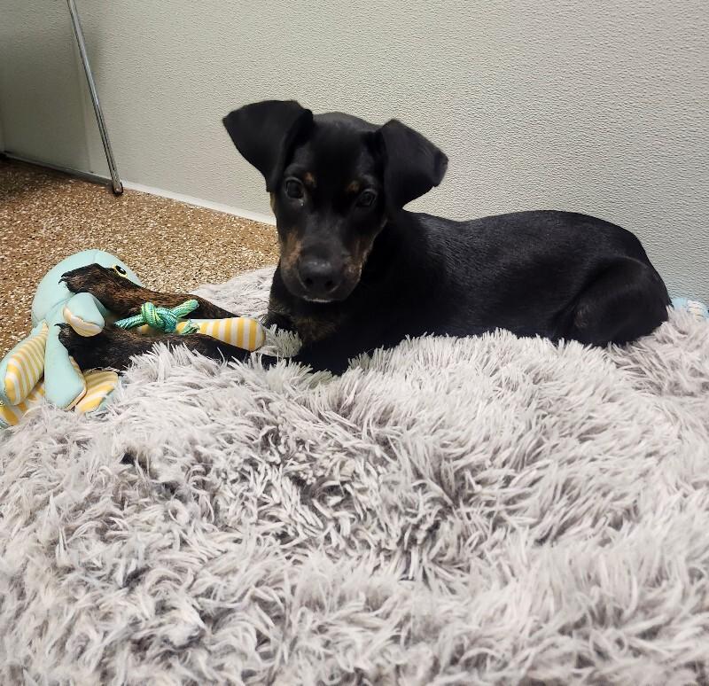 Enlarge Dipper, a Adoptable Mixed Breed in Jackson, TN image 2/6