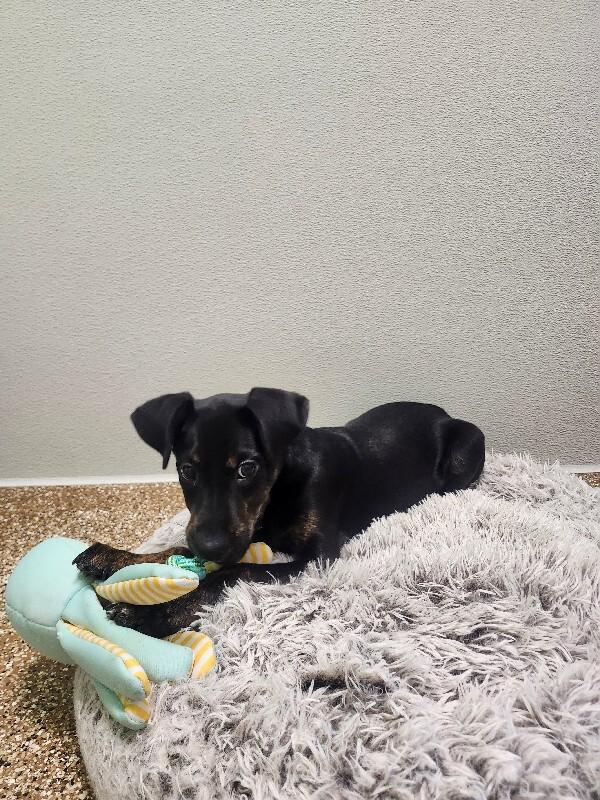 Enlarge Dipper, a Adoptable Mixed Breed in Jackson, TN image 3/6