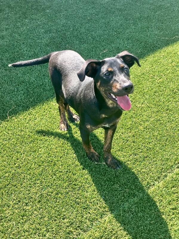 Enlarge Dipper, a Adoptable Mixed Breed in Jackson, TN image 4/6