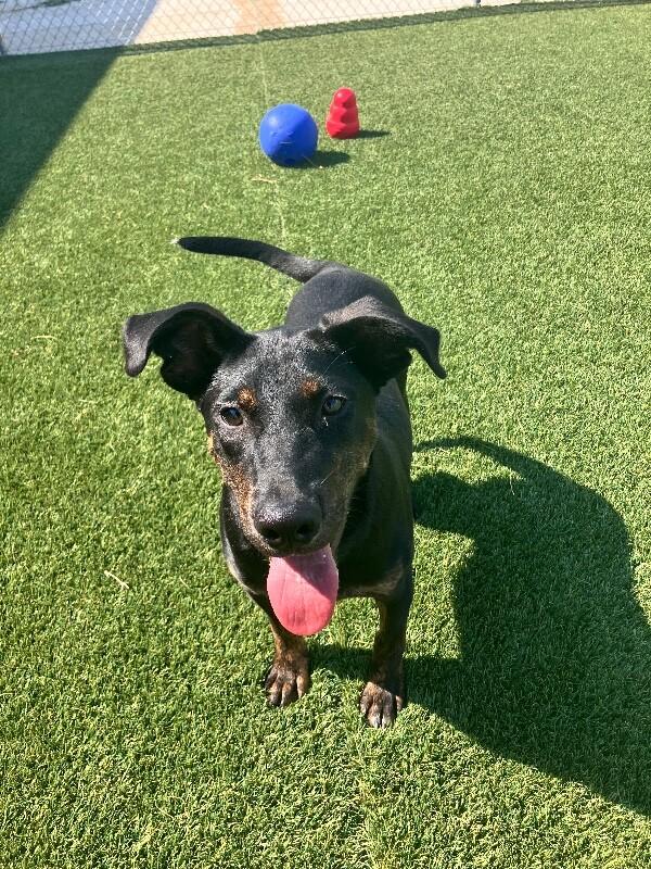 Enlarge Dipper, a Adoptable Mixed Breed in Jackson, TN image 5/6