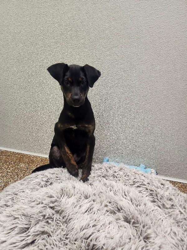 Enlarge Dipper, a Adoptable Mixed Breed in Jackson, TN image 6/6