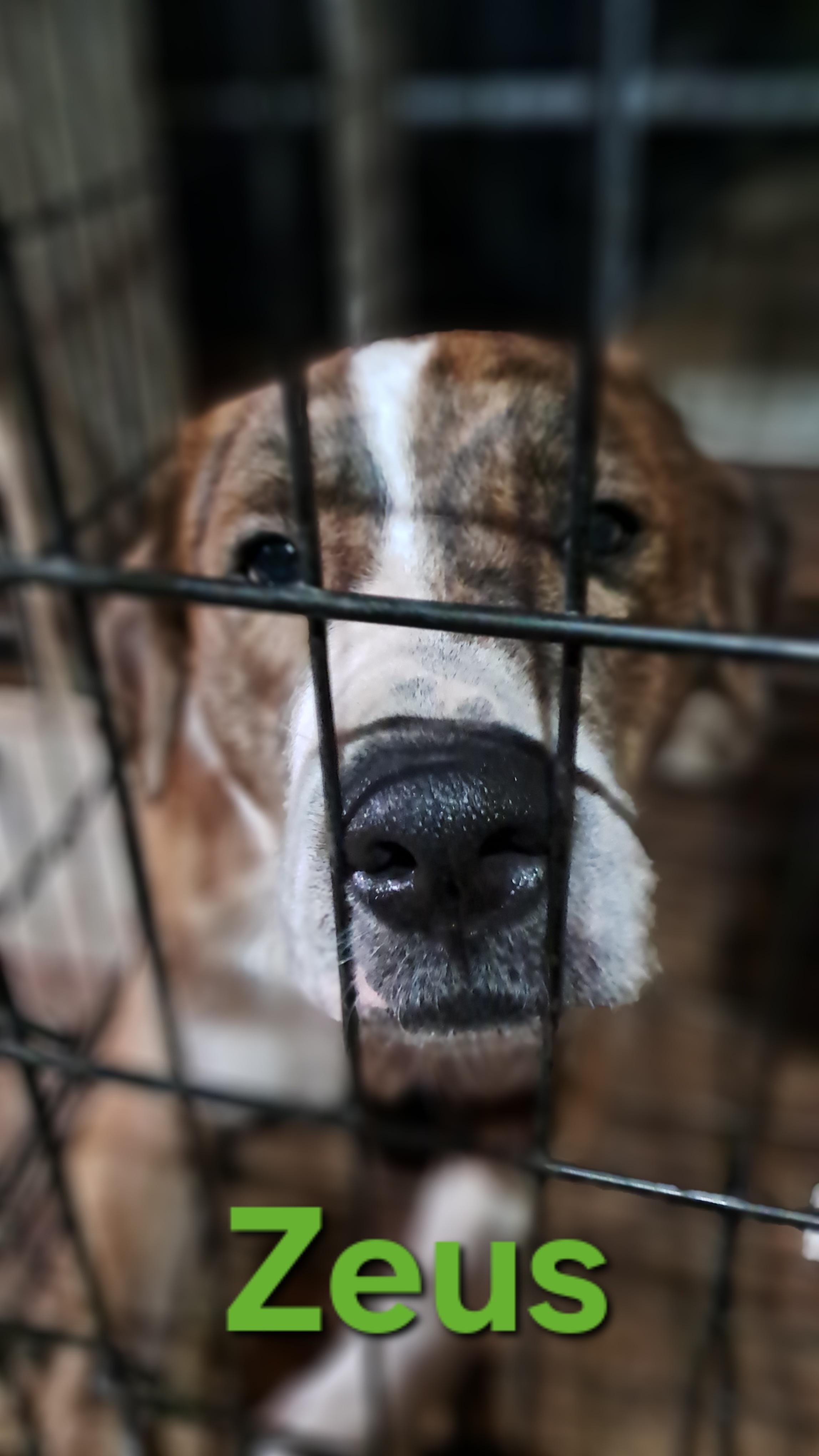 Zeus, adopted, Adult Male Mixed Breed & Golden Retriever.