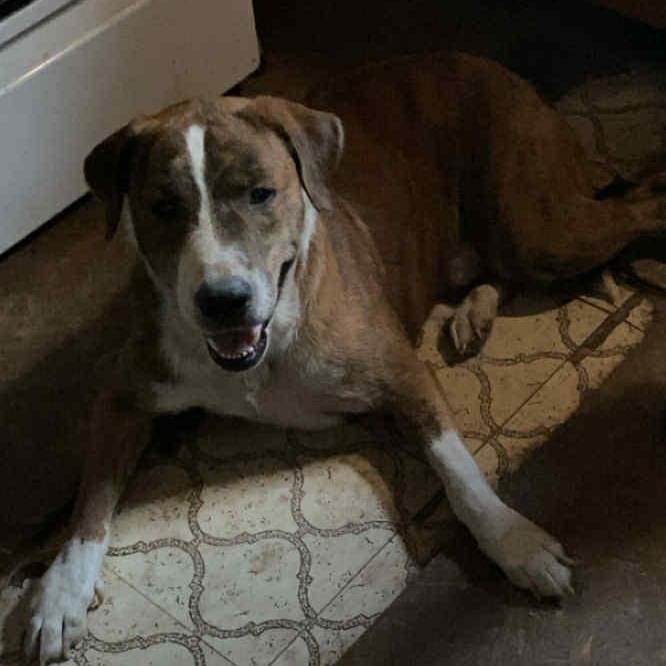 Enlarge Zeus, an adopted mixed breed in Fremont, OH image 2/5