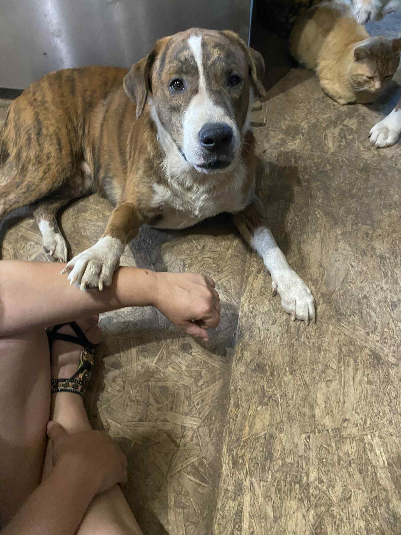 Enlarge Zeus, an adopted mixed breed in Fremont, OH image 3/5