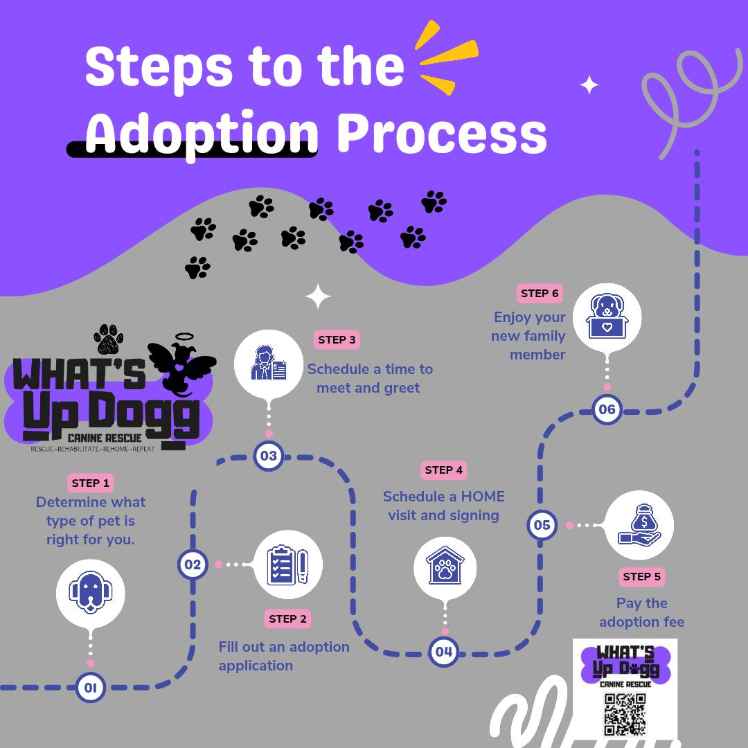 Enlarge Zeus, an adopted mixed breed in Fremont, OH image 4/5