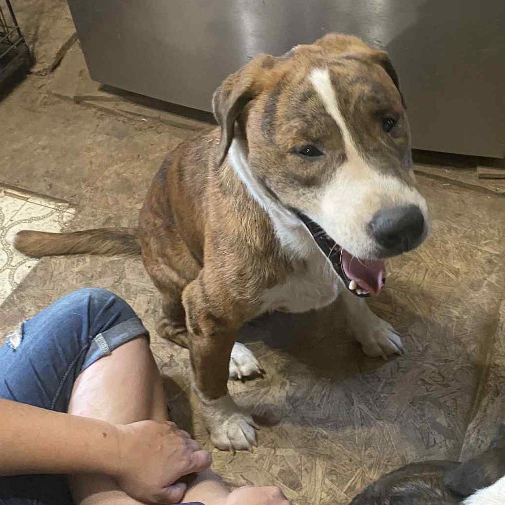 Enlarge Zeus, an adopted mixed breed in Fremont, OH image 5/5