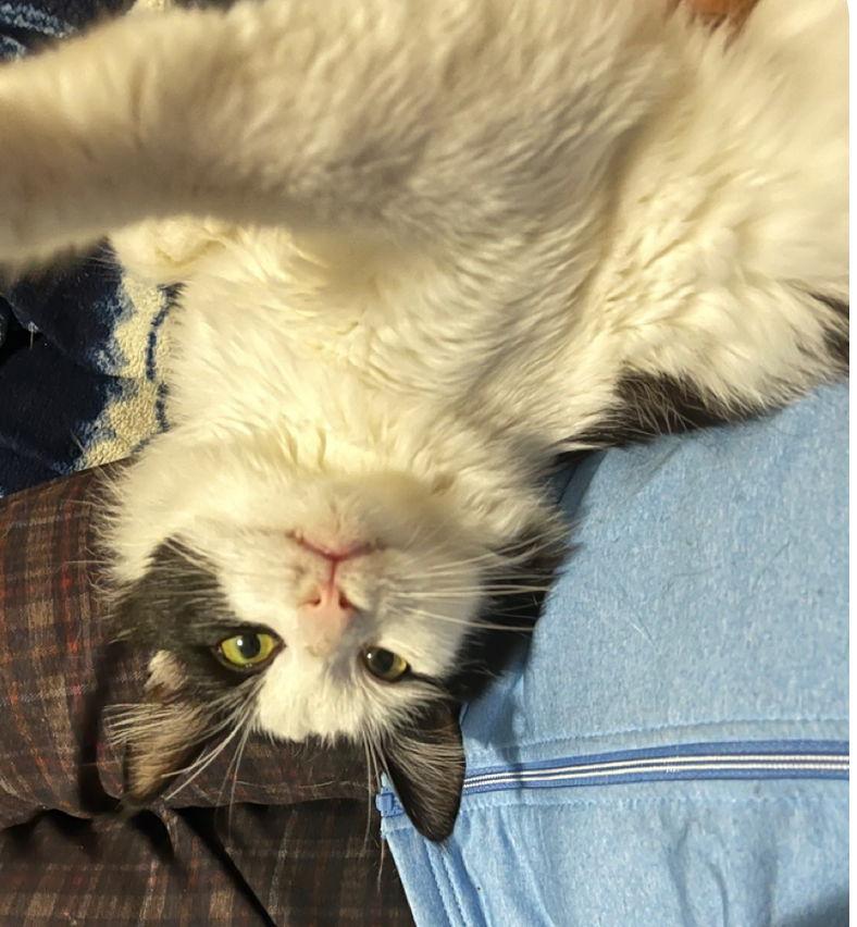 VLADDY, a Adopted Domestic Medium Hair in Minesing, ON image 1/3